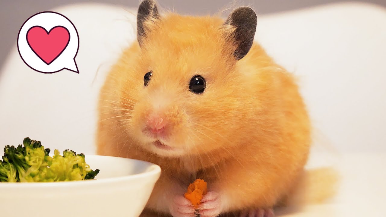 Сколько радости может принести хомяк? Cute Hamster