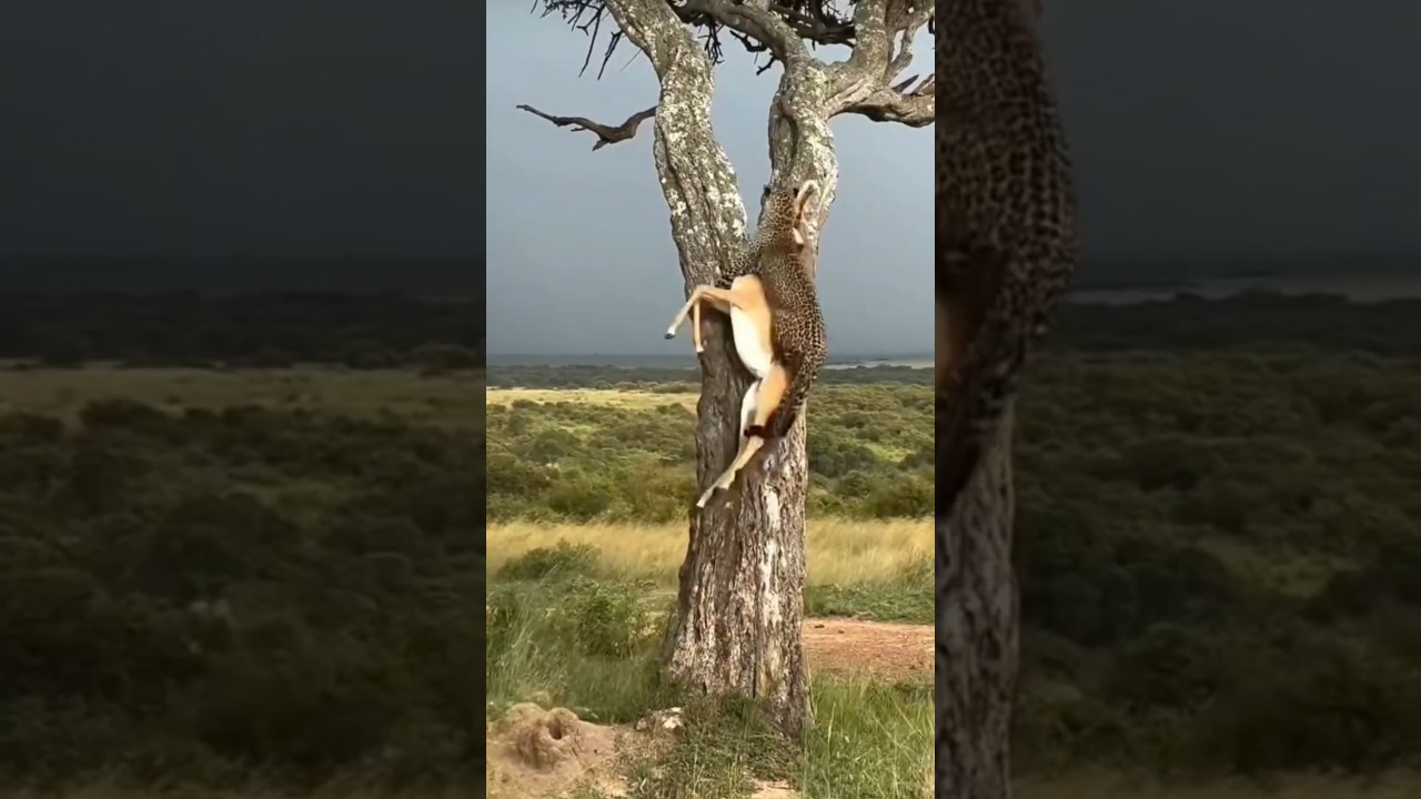Nice Climbing 