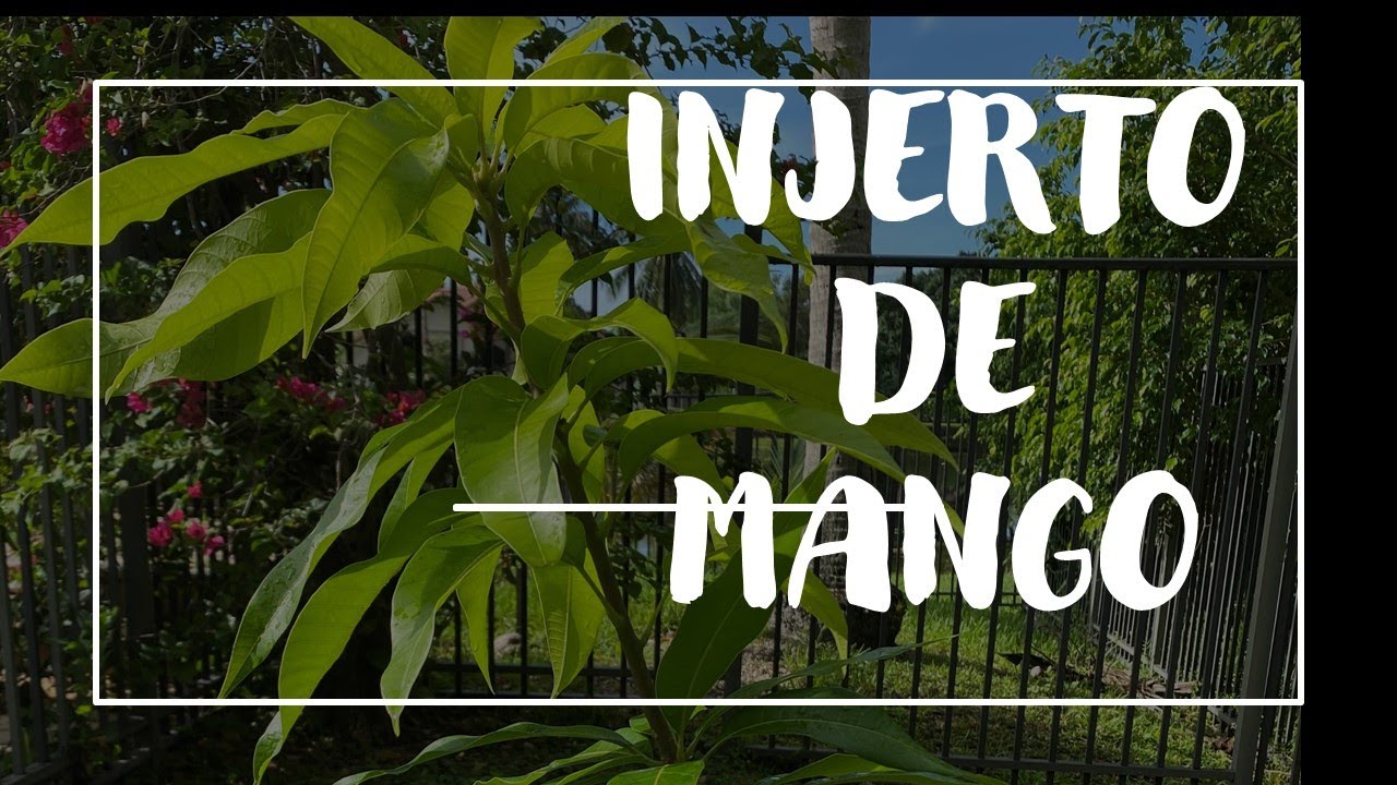 Injertos de Mango