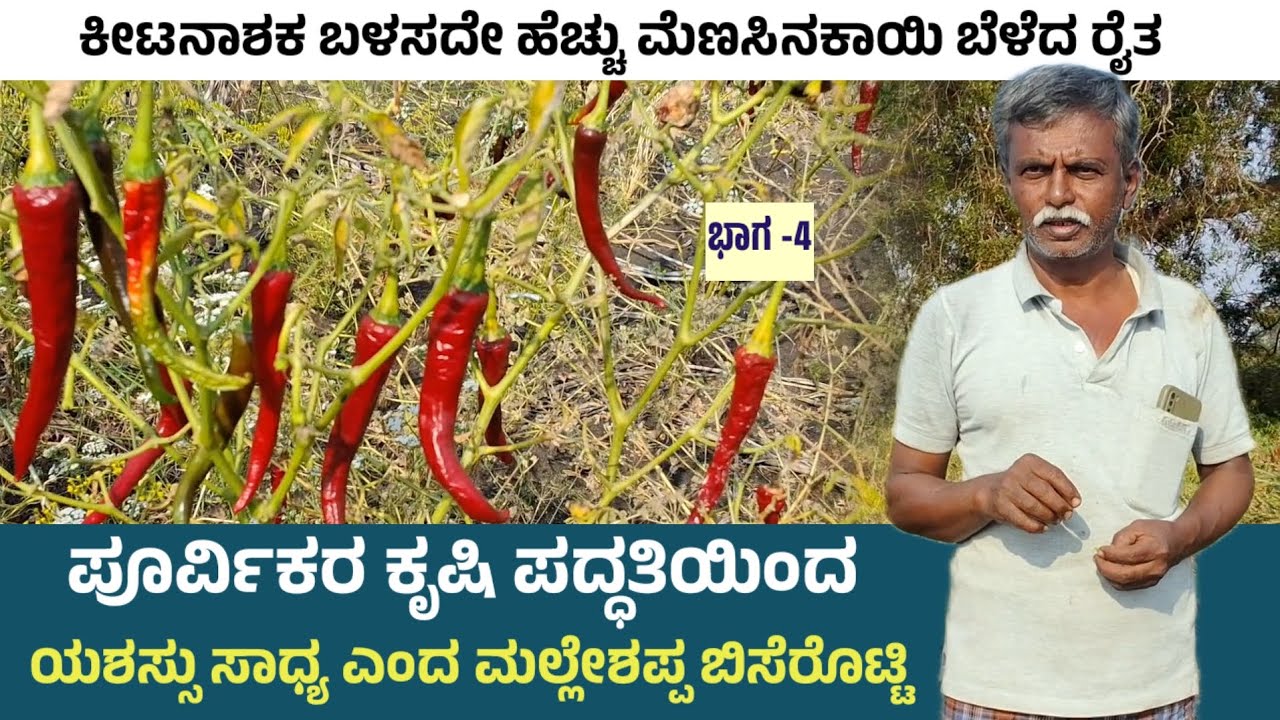 ಪೂರ್ವಿಕರ ಕೃಷಿ ಪದ್ಧತಿಯಿಂದ ಯಶಸ್ಸು ಸಾಧ್ಯ | ಕೀಟನಾಶಕ ಬಳಸದೇ ಹೆಚ್ಚು ಮೆಣಸಿನಕಾಯಿ ಬೆಳೆದ ರೈತ | ಉಪ್ಪಾರ ಪತ್ರಿಕೆ 
