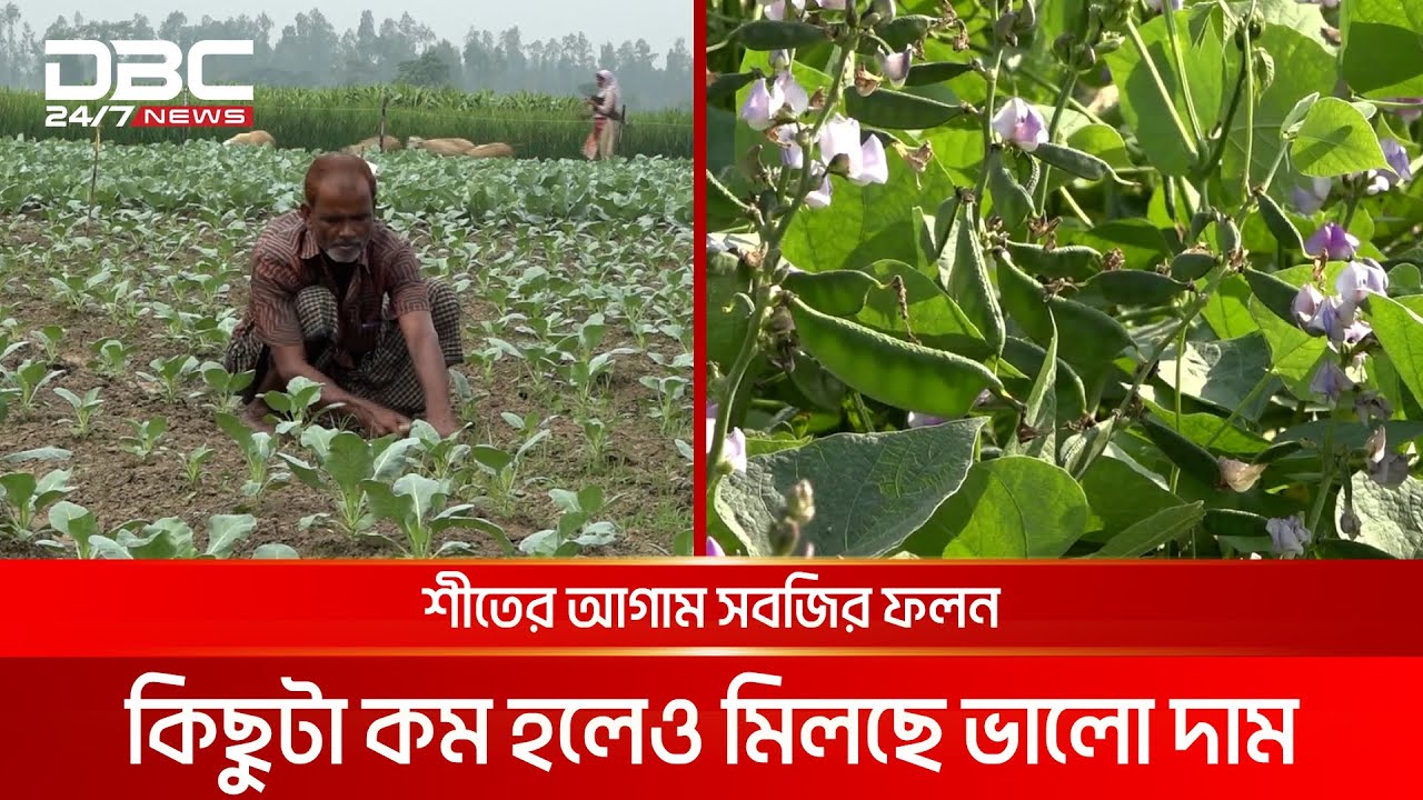 গাইবান্ধার ফসলের খেত এখন ভরা শীতের আগাম সবজিতে | DBC NEWS