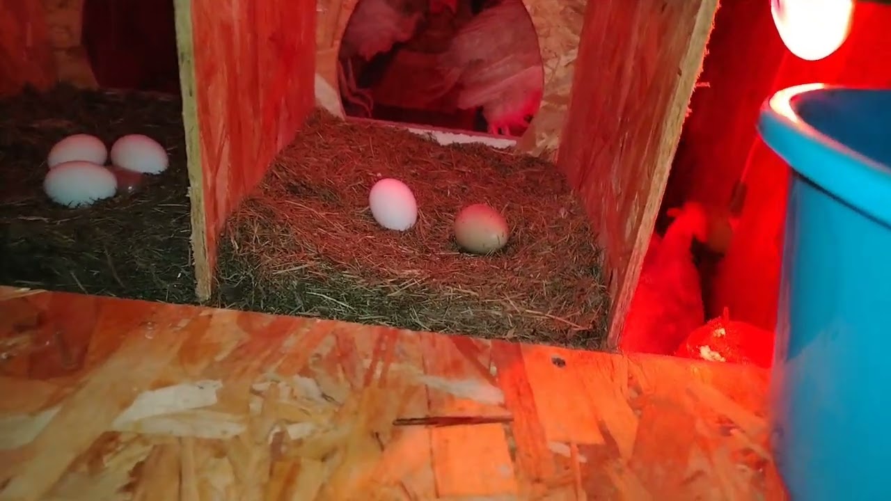 20.02.25г. СОБИРАЮ ЯЙЦА🪺 🥚 