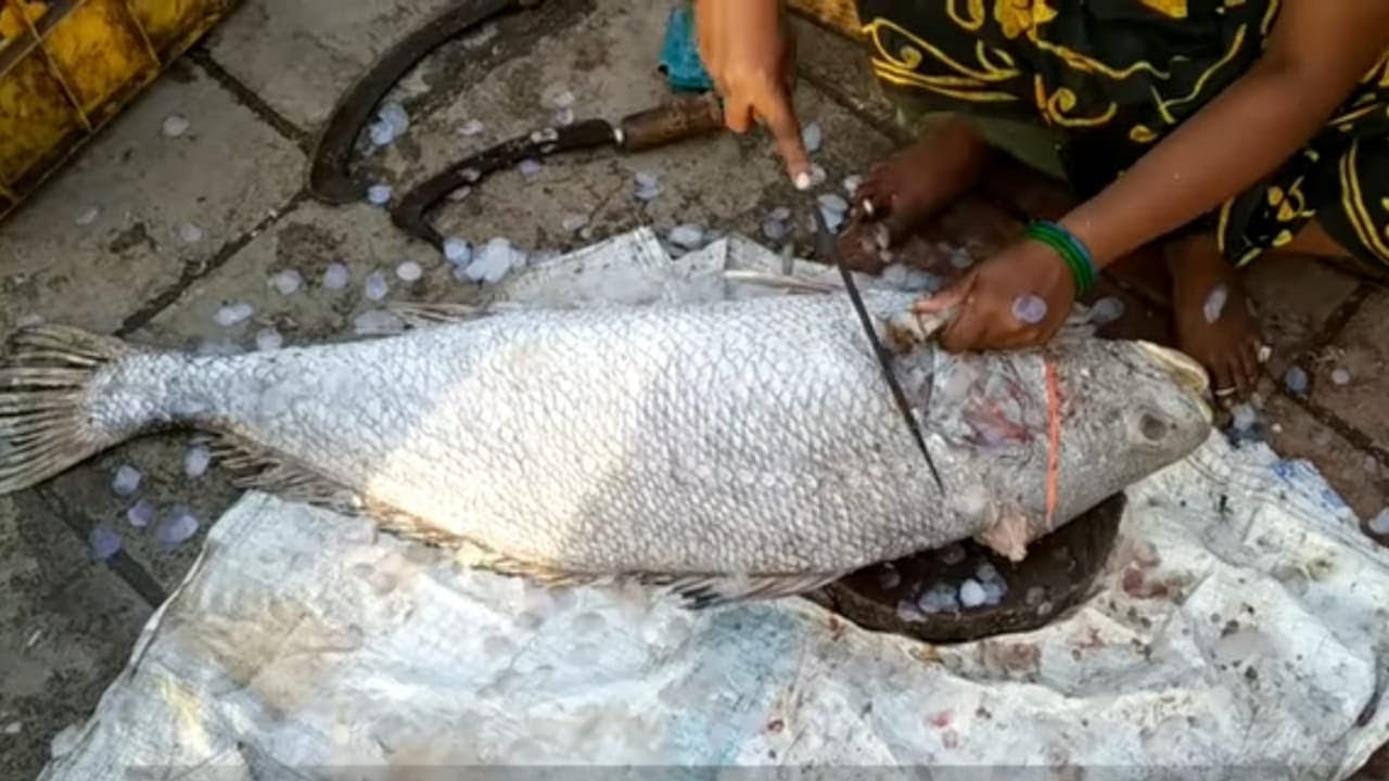 Malad Fish Market | Ghol Fish Cutting | Wholesale Fish Market Mumbai