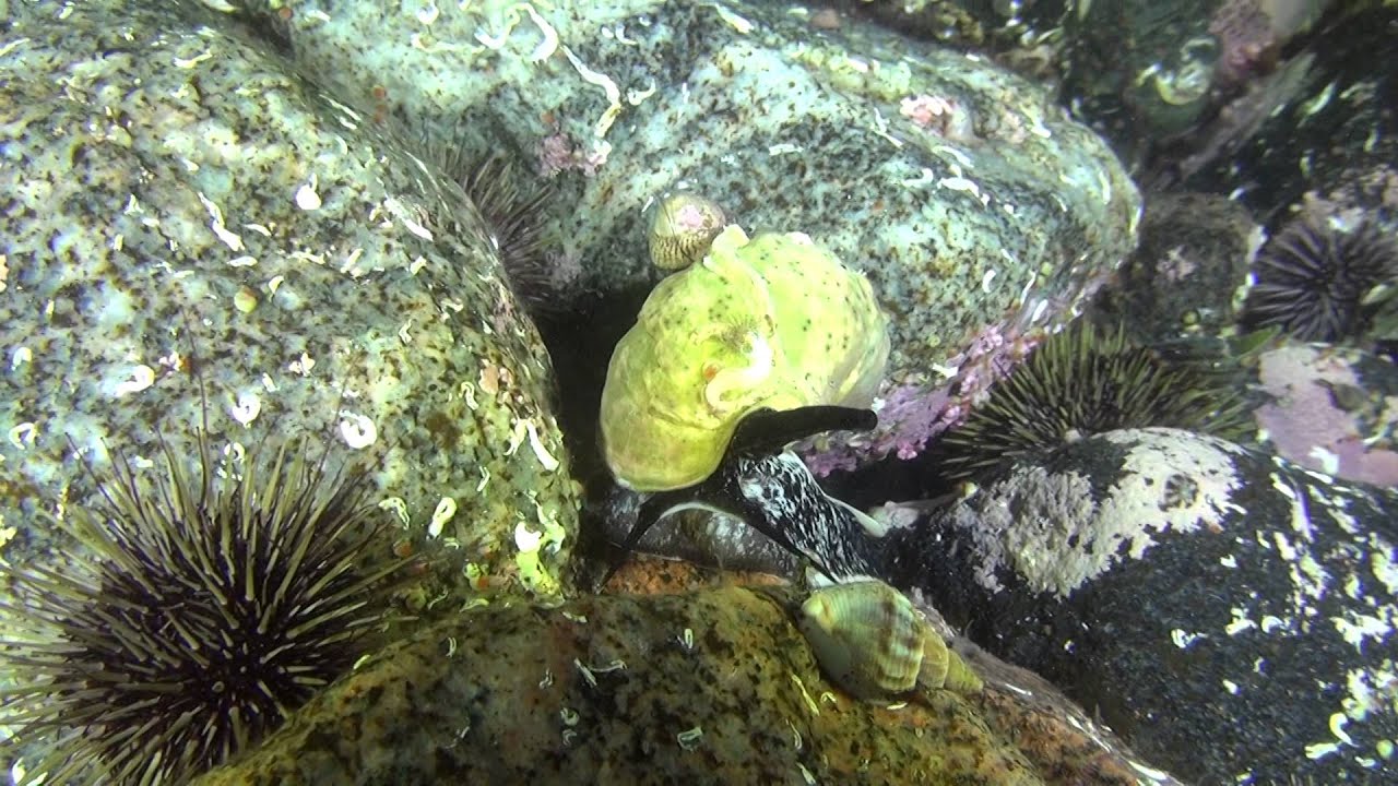 Подводный мир Баренцева моря. Брюхоногий моллюск Buccinum undatum