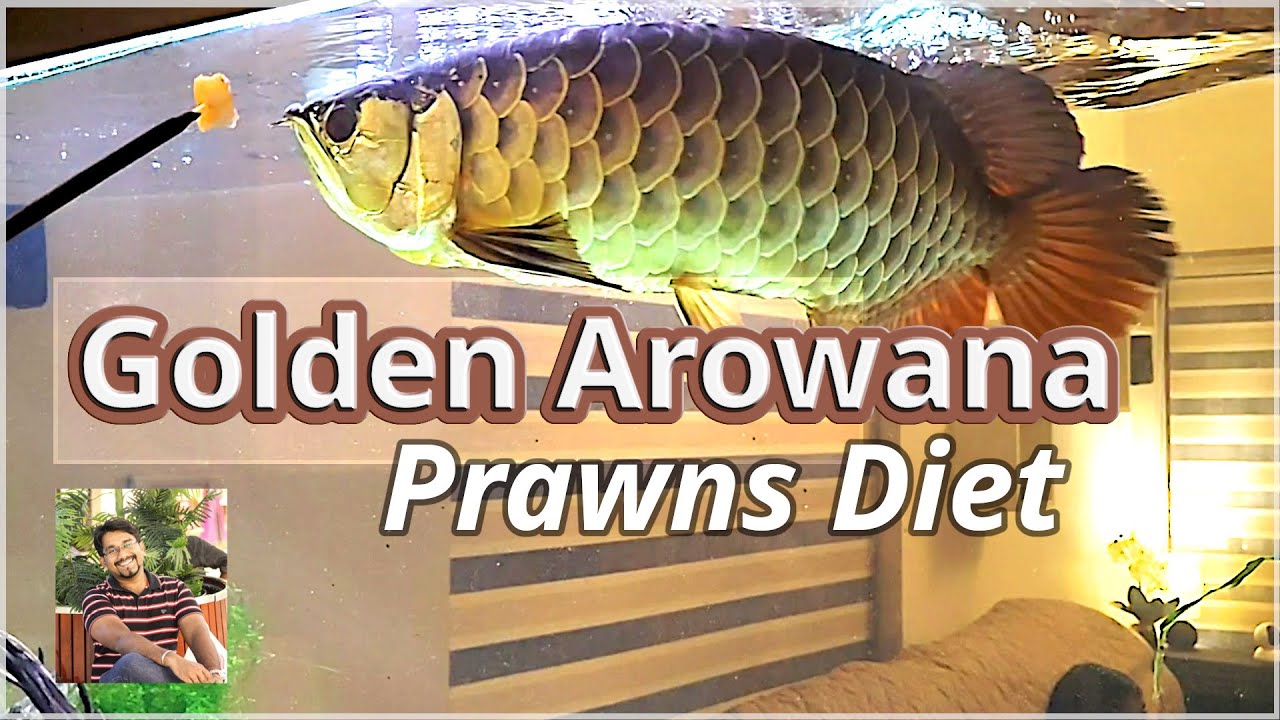 Feeding Golden Arowana with market prawns - my arowana's diet