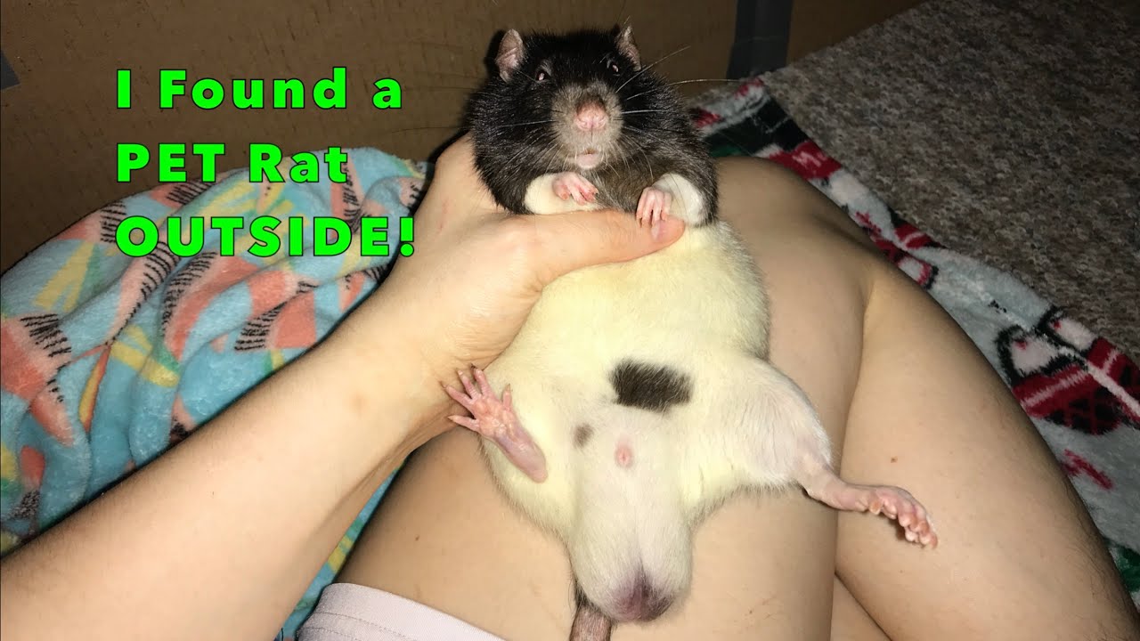 Я НАШЕЛ НА УЛИЦЕ ДОМАШНЮЮ КРЫСУ!