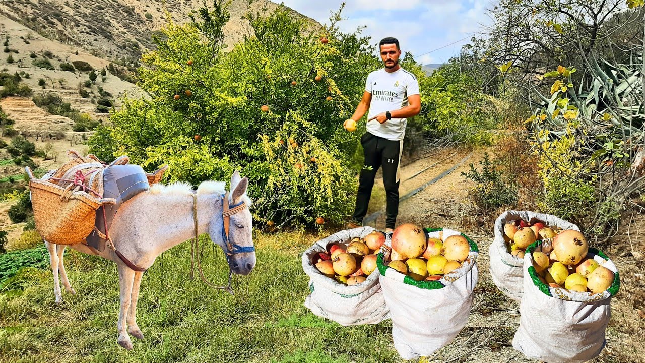  موسم الرمان في جبال الريف والخيرت الله هنا في مزرعة الرمان البلدي في أيت وياغر...