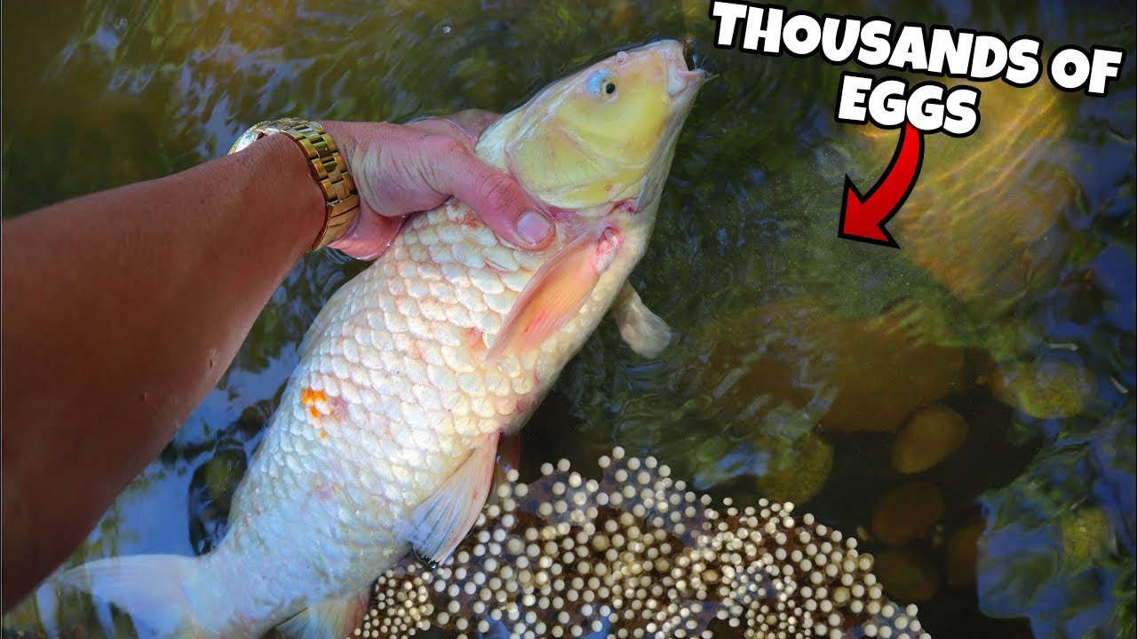 Rescue Koi Has THOUSANDS Of Babies?!