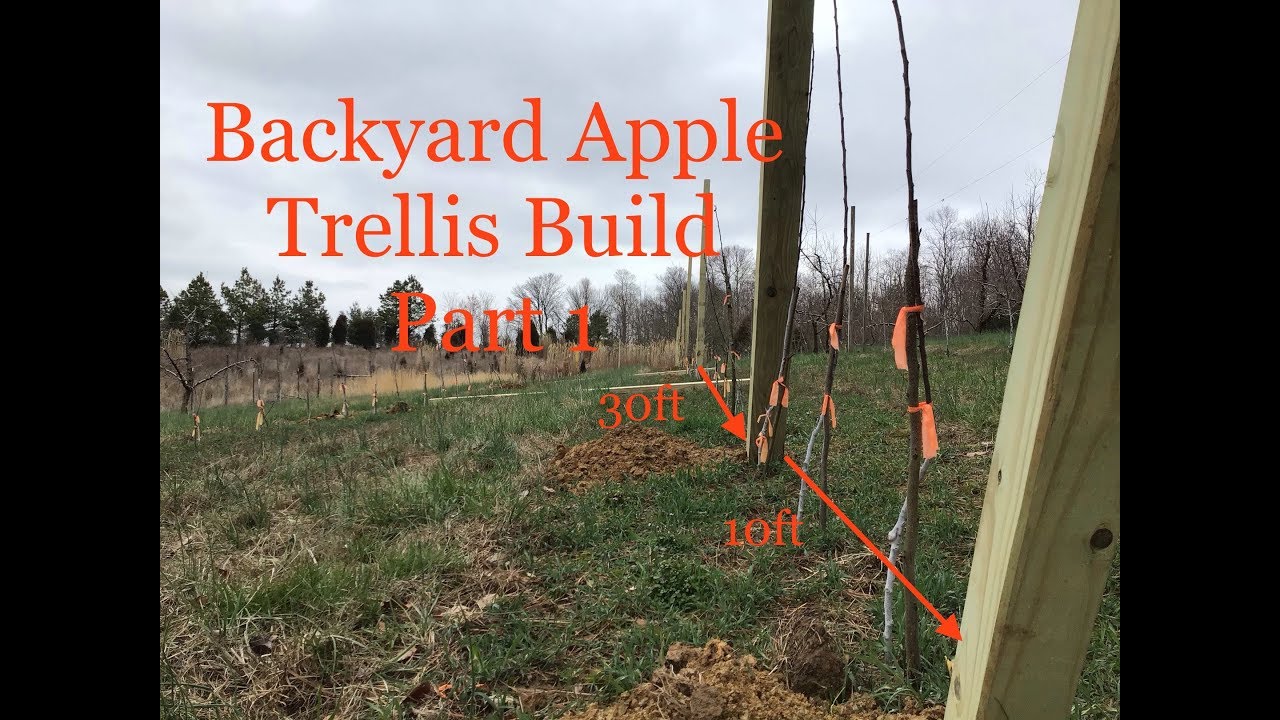 Backyard Apple Trellis