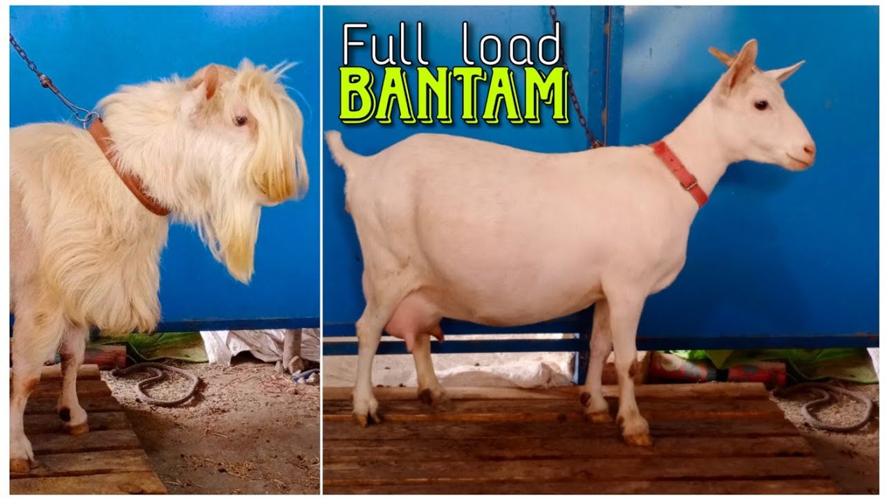 Extreme Quality Bantam goats of Adaa Goat Farm Aurangabad || Nayab Sizes || Full Load