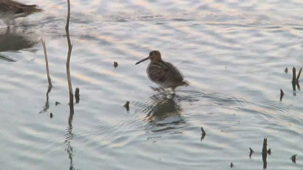 Agachadiza y otras aves limícolas del Corredor Verde