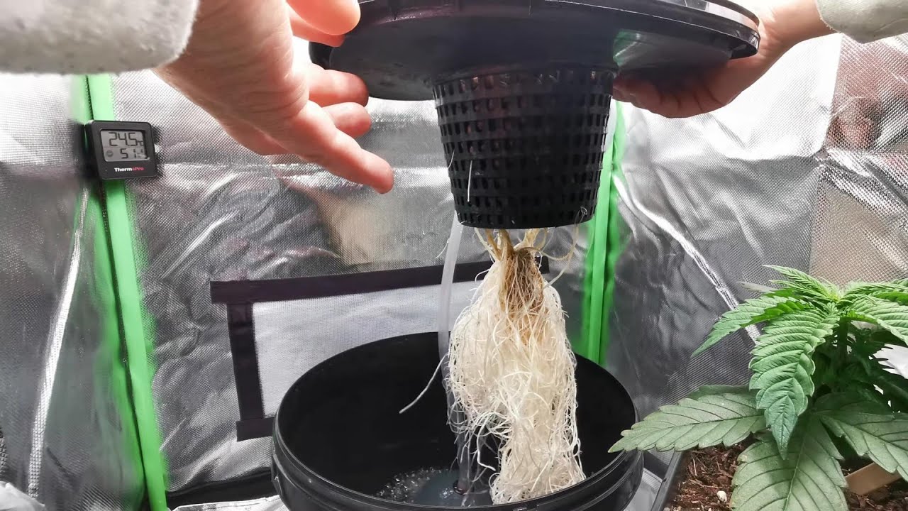 Paradise Seeds - Sensi Star DWC vs Erde - vegetative Phase