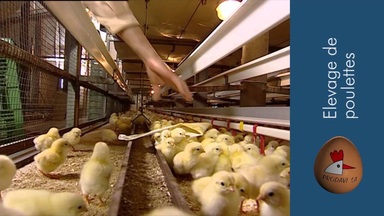 Présentation de l'entreprise f&f: De la poule à l'œuf
