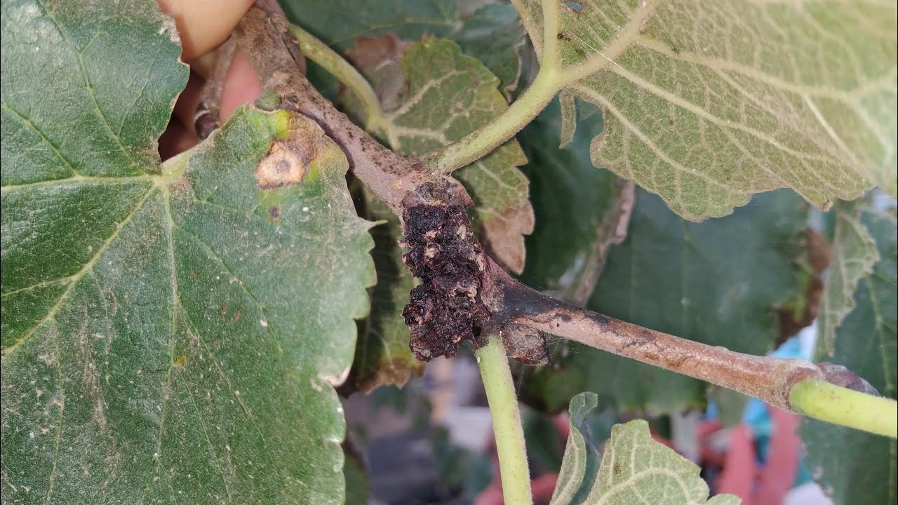 Black Mulberry fruits (Morus nigra) dried on the tree