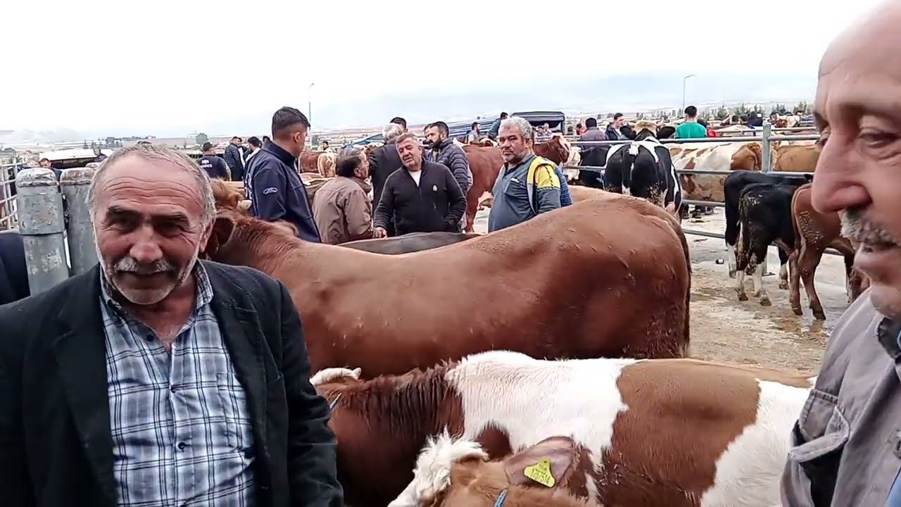 ÇORUM HAYVAN PAZARI BÜYÜKBAŞ 29 EYLÜL ÇEKİMİ 3 BÖLÜM 3 EKİM 2025