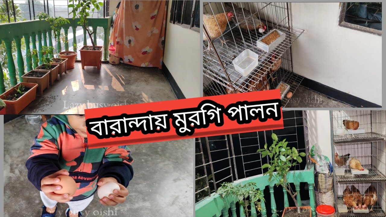 বারান্দায় মুরগি পালন||🥰 শহুরে বাসায় বারান্দায় আমি যেভাবে মুরগি পালন করি||😍🥰🐓 খাঁচায় মুরগি পালন|| 🐔