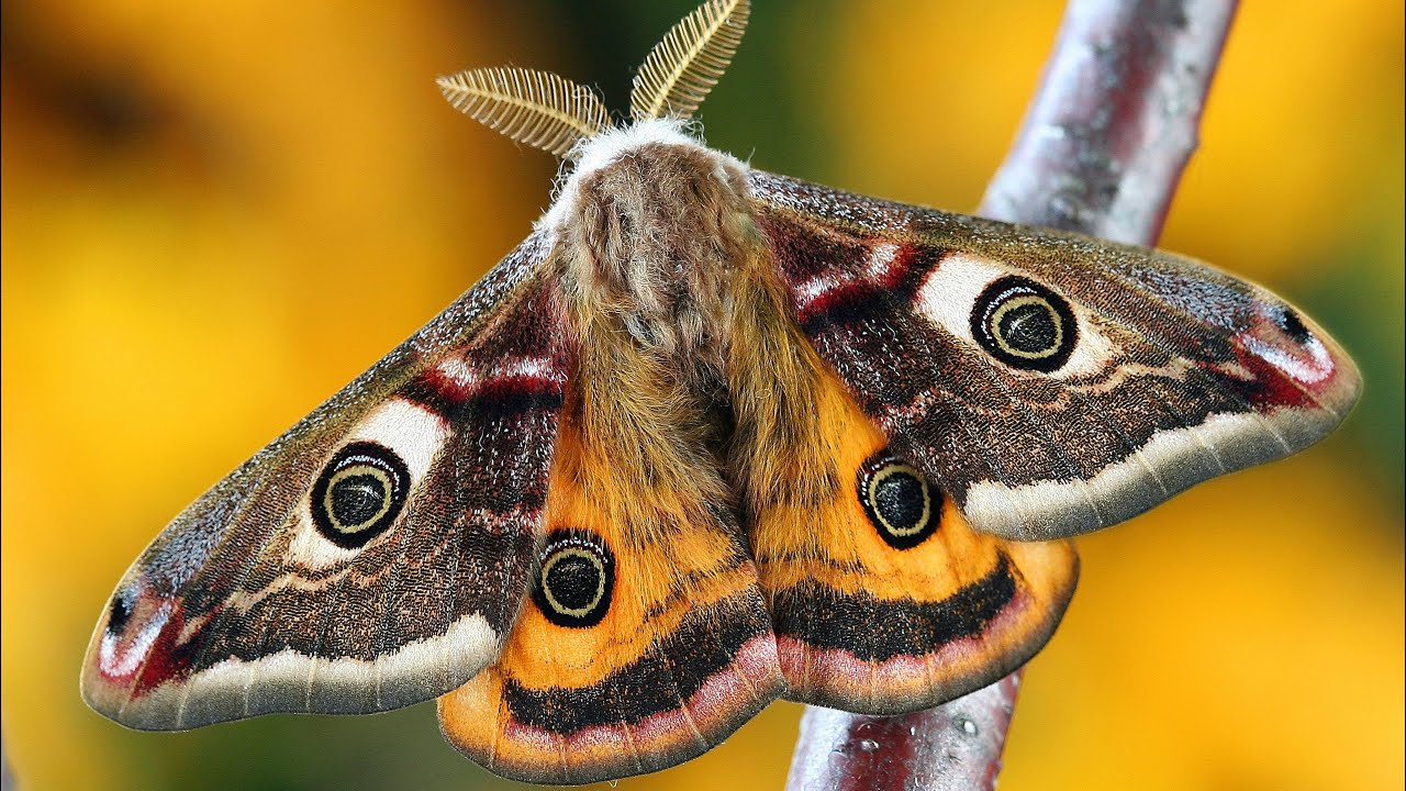 4K Beautiful Butterflies | The Best Relaxing Butterflies in 4K Ultra HD | AMZING COLORS #22