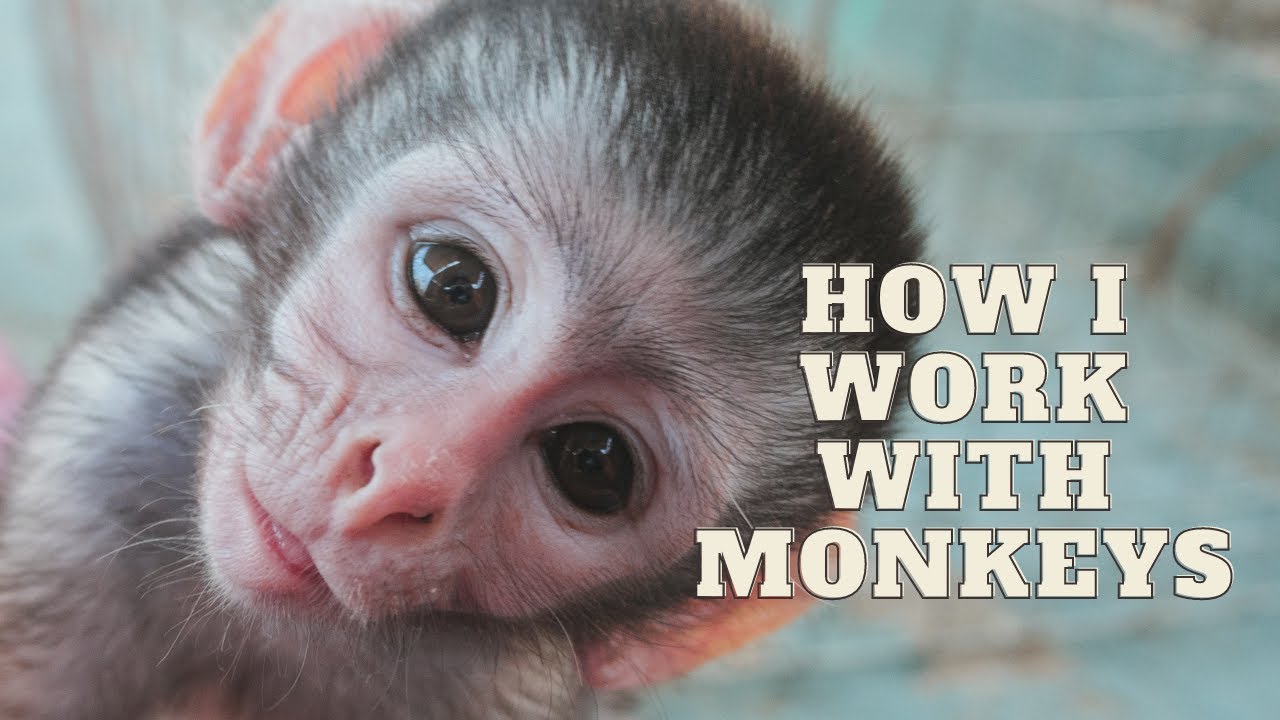 HOW I STARTED WORKING IN WILDLIFE REHABILITATION | Studying, Gaining Experience, and Finding a Job