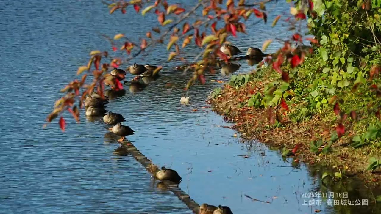 高田城址公園の紅葉