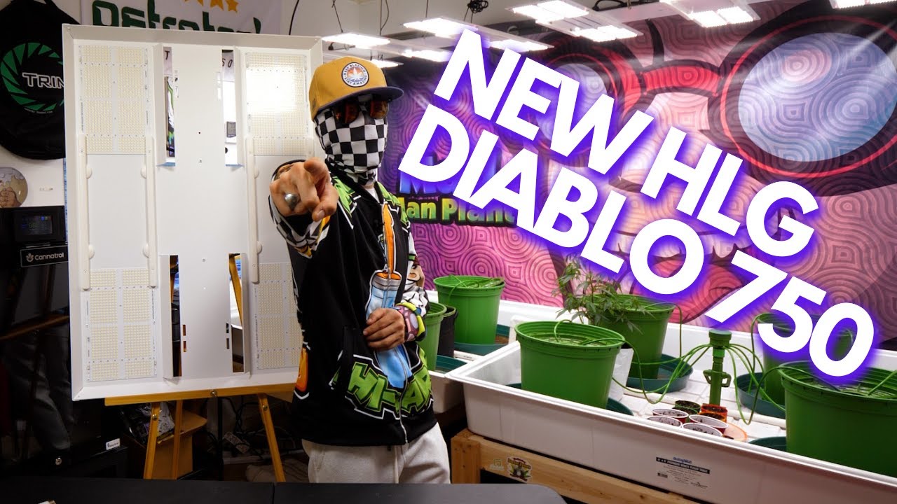 Testing the NEW HLG 750 Diablo LED Grow Lights