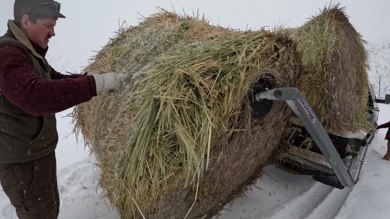 How will we feed our cows in all this snow??