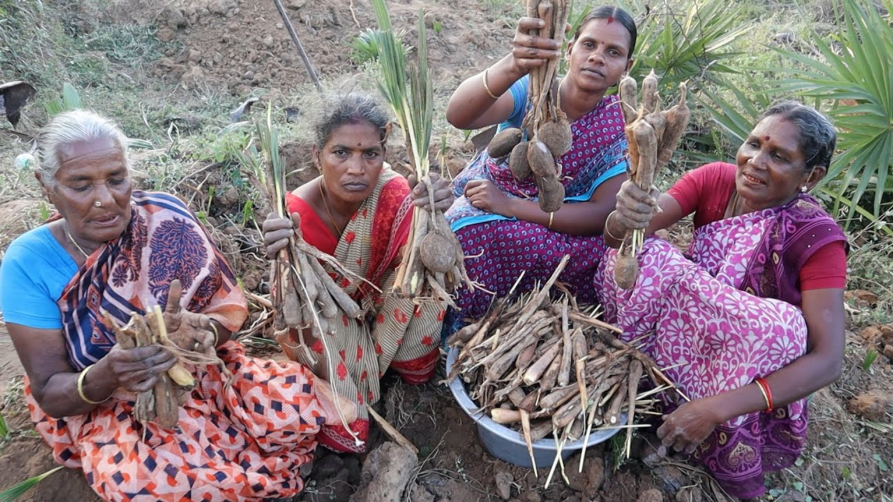 பனங்கிழங்கு வேட்டை / பதியம்போட்ட பனங்கிழங்கை அறுவடை செய்யப்போறோம்  வாங்க பார்க்கலாம்,