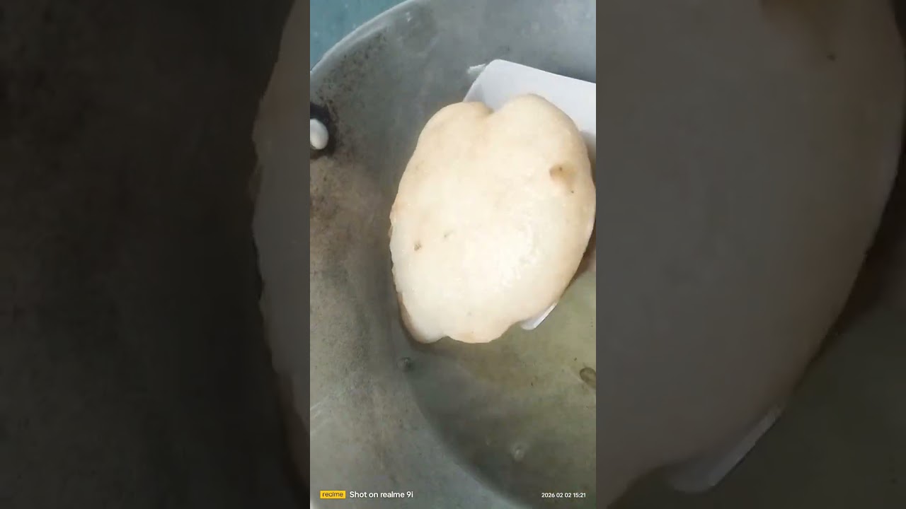 Suji ke phua longs video