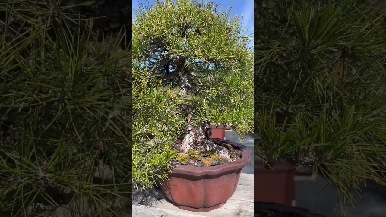 Japanese Black Pine at SHISEI-EN Garden #bonsai #bonsaitree #simplicitybonsai #blackpine