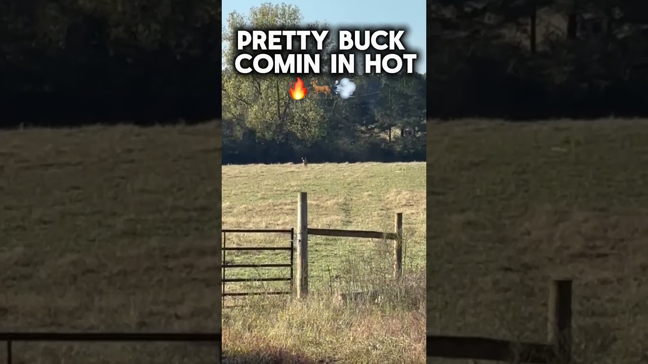Pretty ole buck comin in hot! 🔥🦌💨 - 