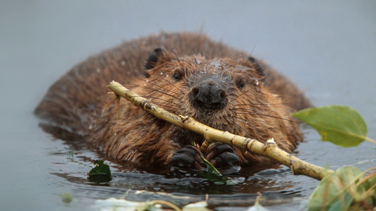 What Sound Does A Beaver Make? - Animal Sounds (Beaver Sounds)