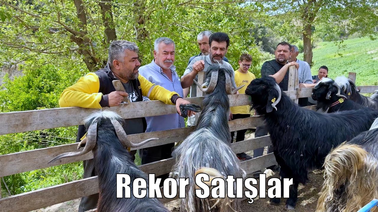 Gelen Almadan Gitmiyor ‼️ KURBANLIK SEÇİMİ - 2025 KURBANLIK SATIŞI - Osmaniye