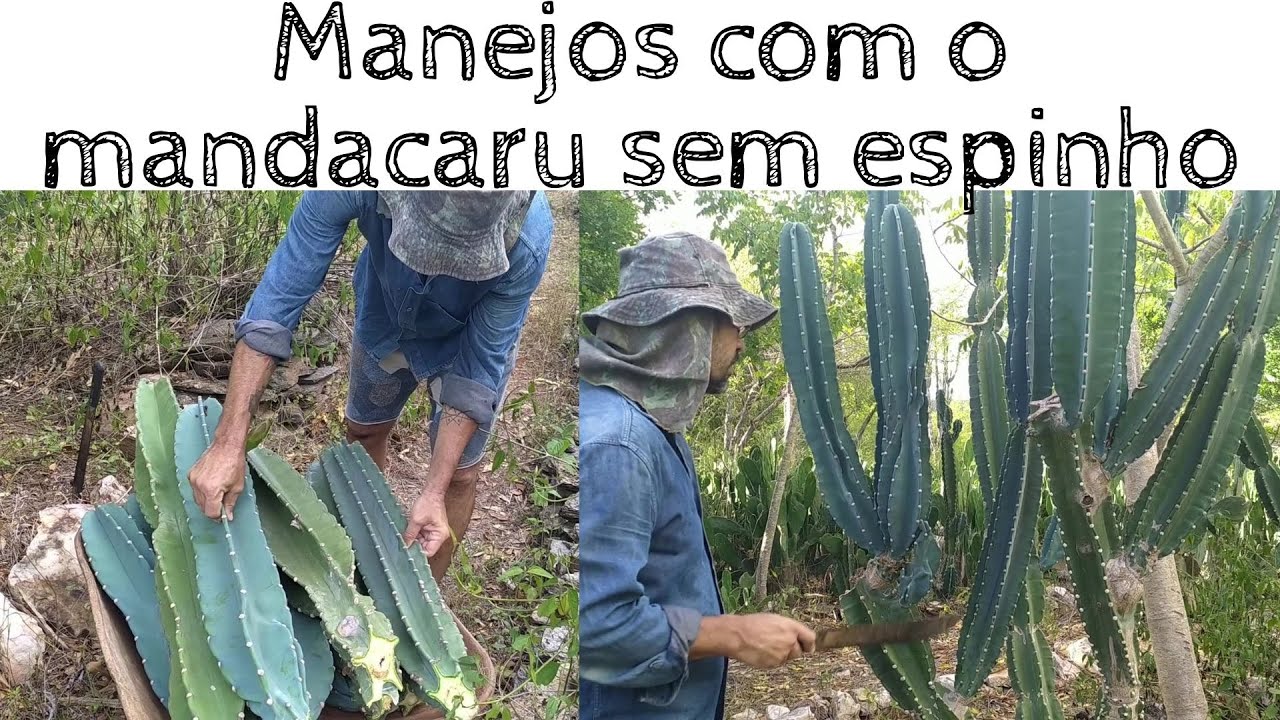 Agrofloresta na caatinga/ Manejos com o MANDACARU SEM ESPINHO