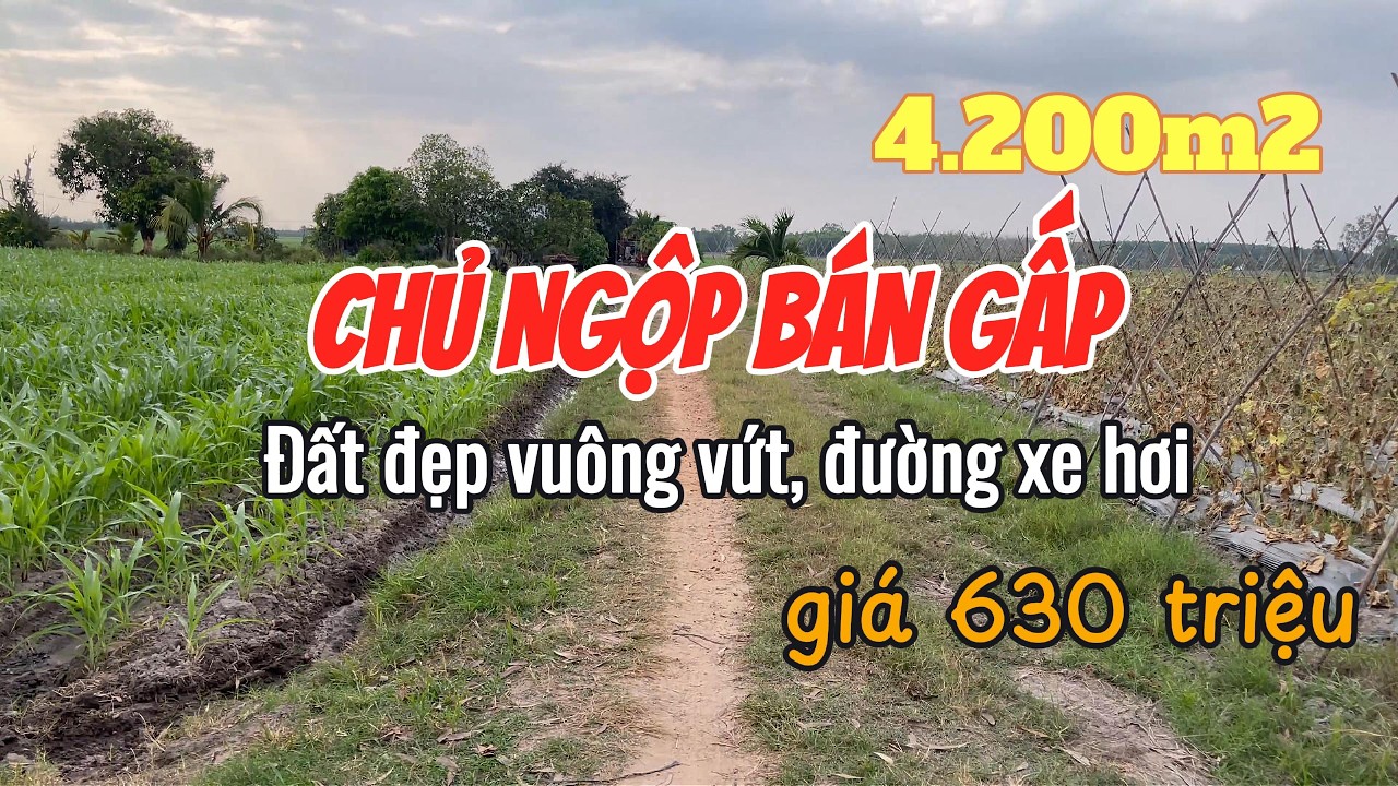 Chủ tiếc nuối nhưng phải bán đi 4200m2 đất view cực đẹp, giá chỉ 630 triệu, đất cao ráo, đường oto