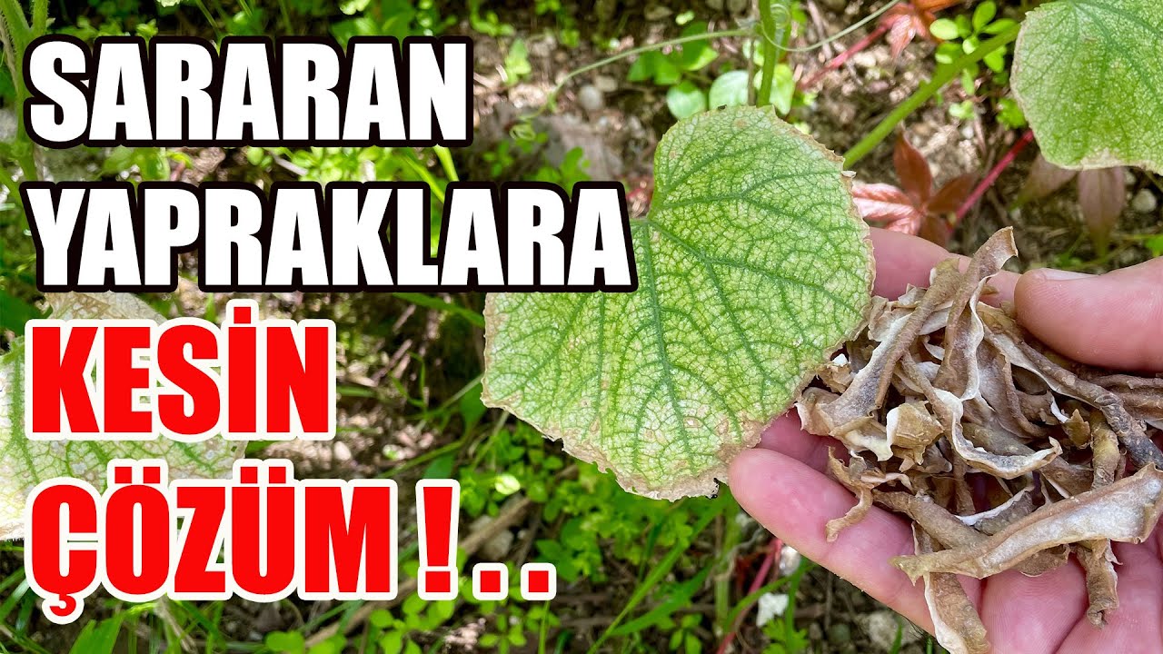Bir Avuç Kullan Ölü Salatalık Ve Domatesleri Anında Canlandır | Doğal Gübre Tarifi