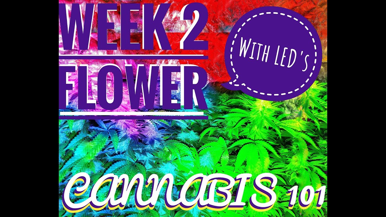 Cannabis 101 Week 2 Flower growing cannabis with LEDs