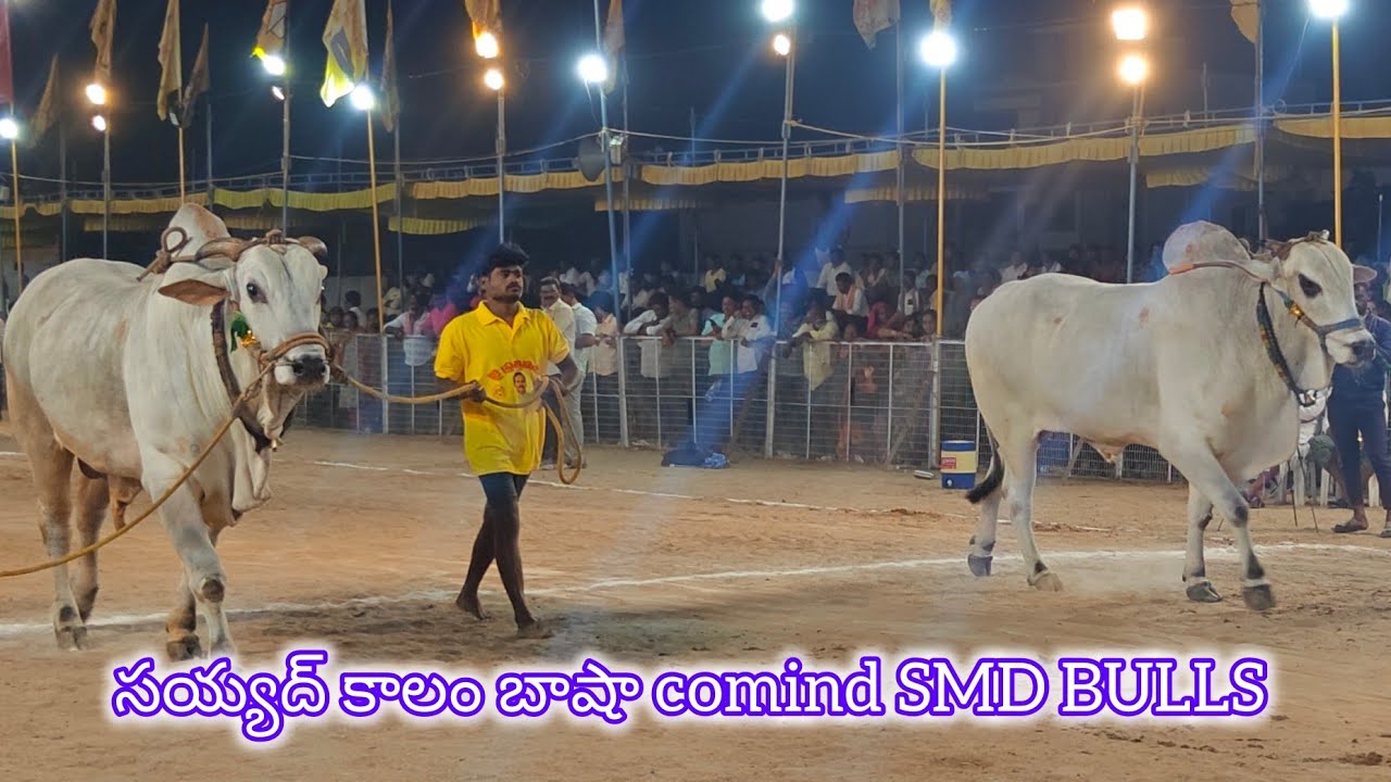 చిలకలూరిపేట సీనియర్స్ 15వ సయ్యద్ కాలం బాషా గారు comind SMD BULLS 