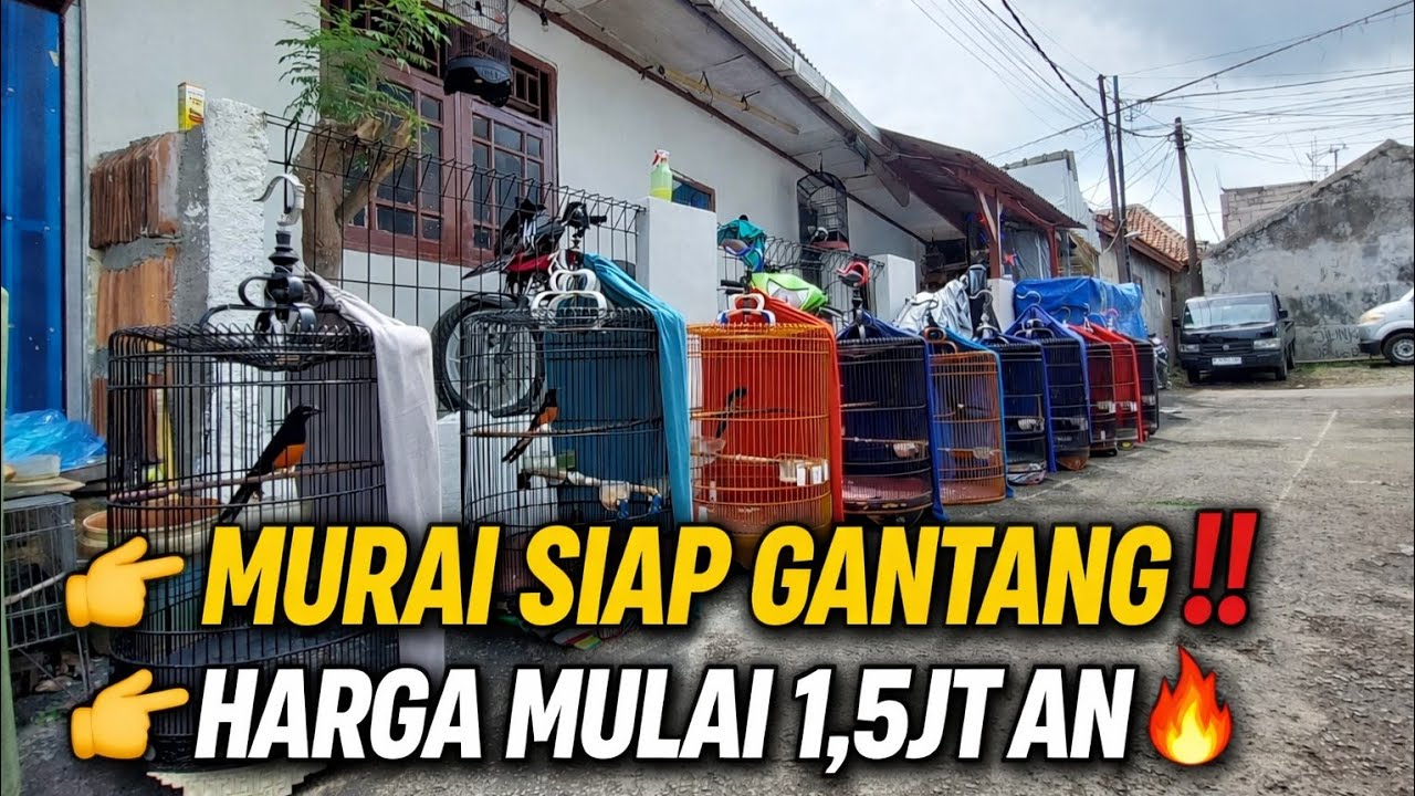 BENER² MEWAH ‼️ MURAI BATU MATERI SIAP GANTANG DI GALERI BURUNG KONTES AKHIR TAHUN INI