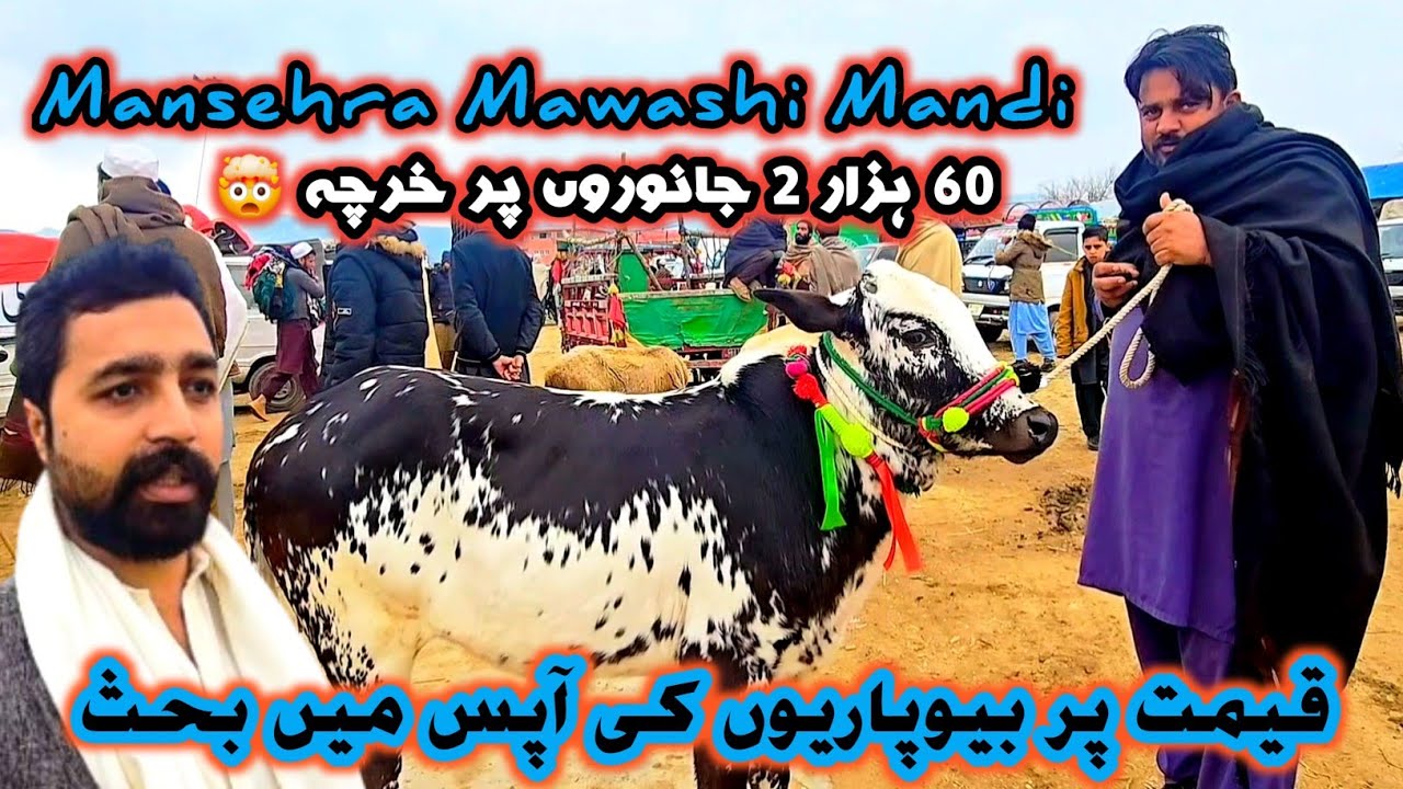 Mansehra Mall Mandi | Mansehra Desi & Fathajungi Bulls Update | Mansehra Mawashi Mandi #sktv27 
