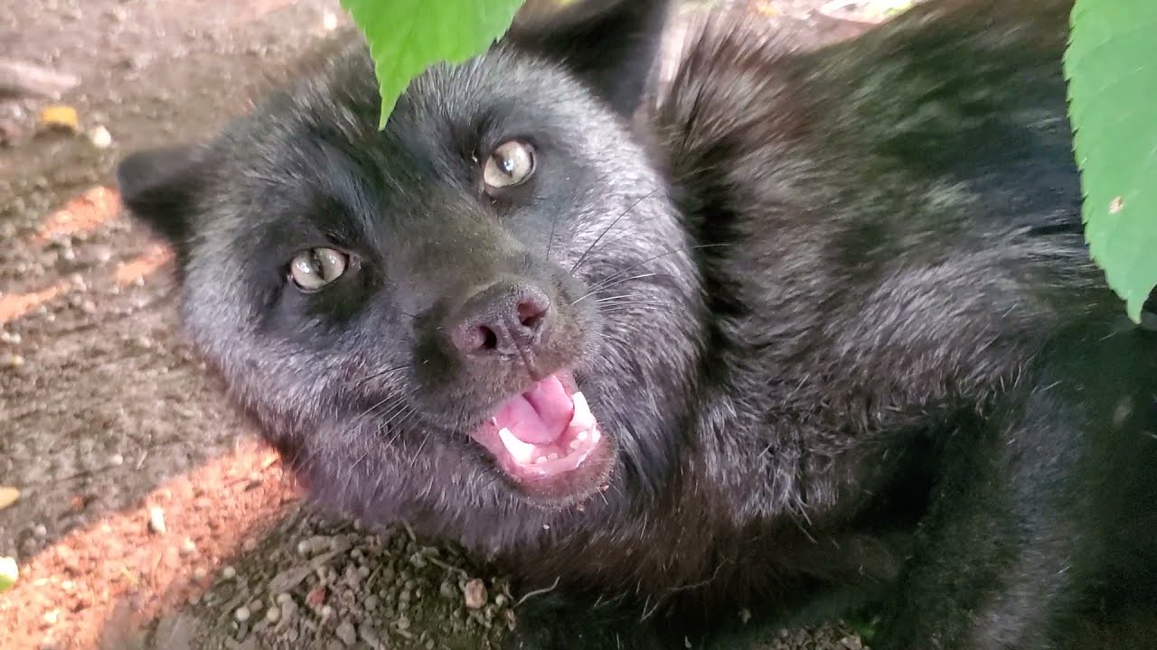 Fox is very vocal about not wanting to babysit the fox kit!