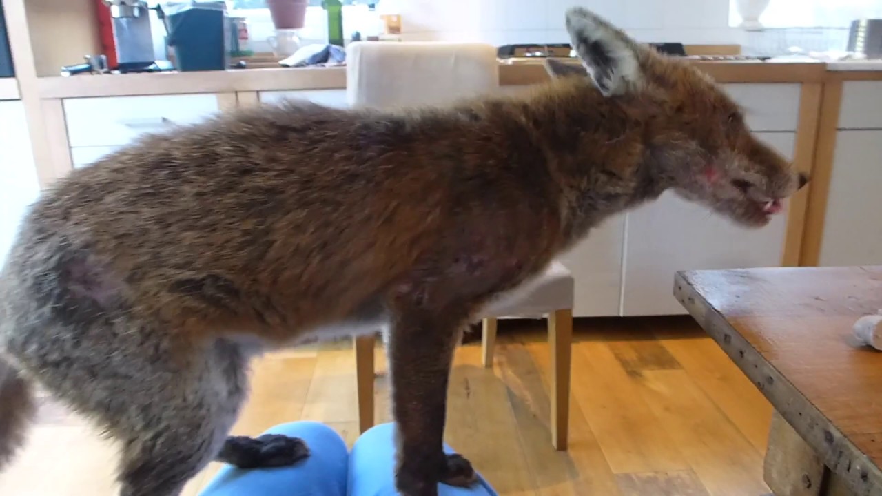 Frank the fox jumps on my lap