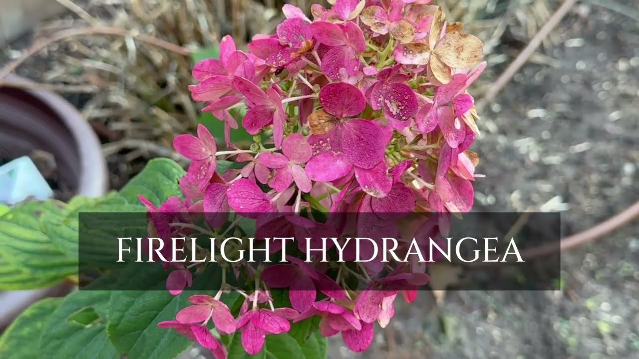 🌼 DITCH the Mums/Cutting Back Perennial Beds/Client Driveby Visit 