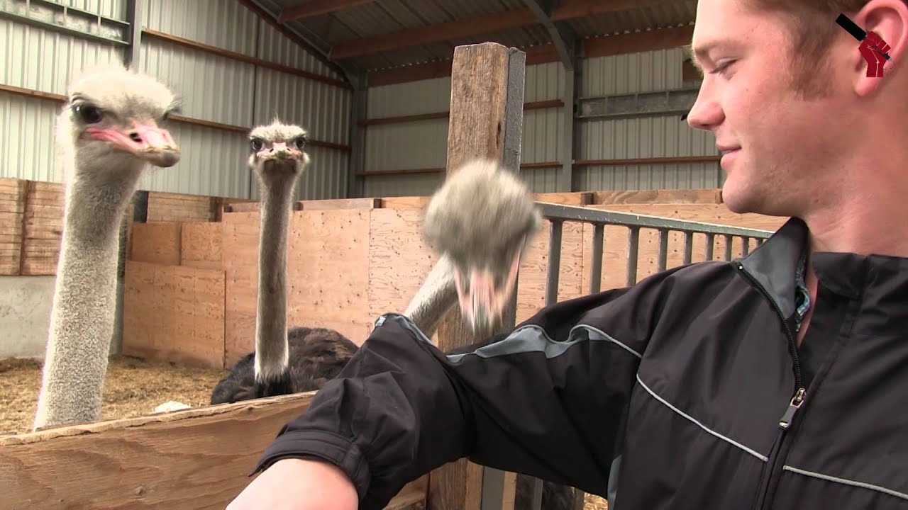 Opendag op de struisvogel boerderij | RebelTV Sluis