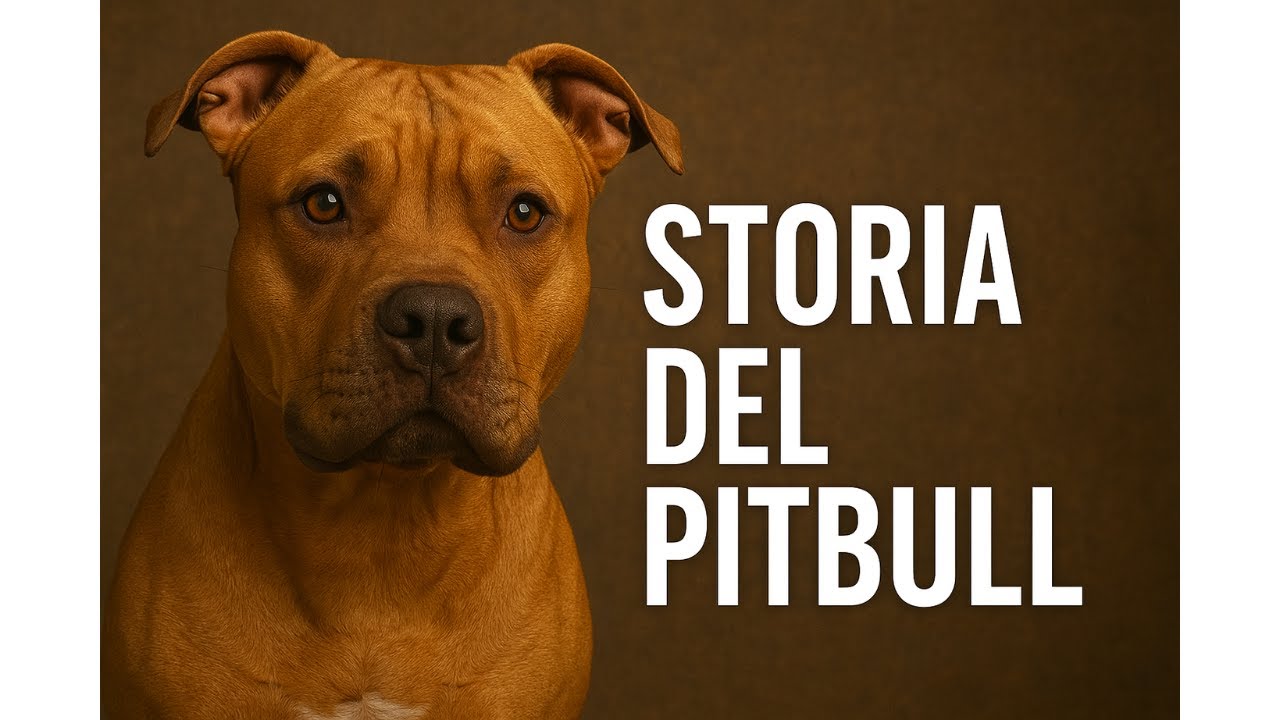 Pitbull: la vera storia del cane combattente