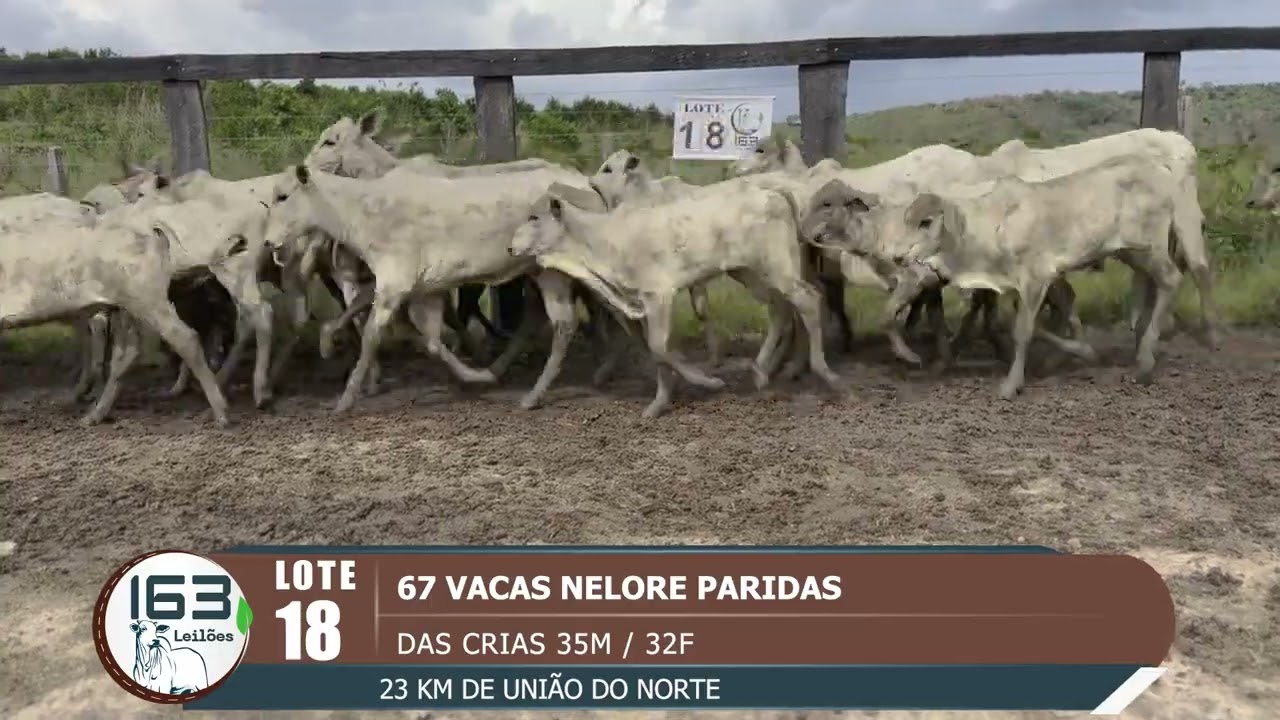 lote 18