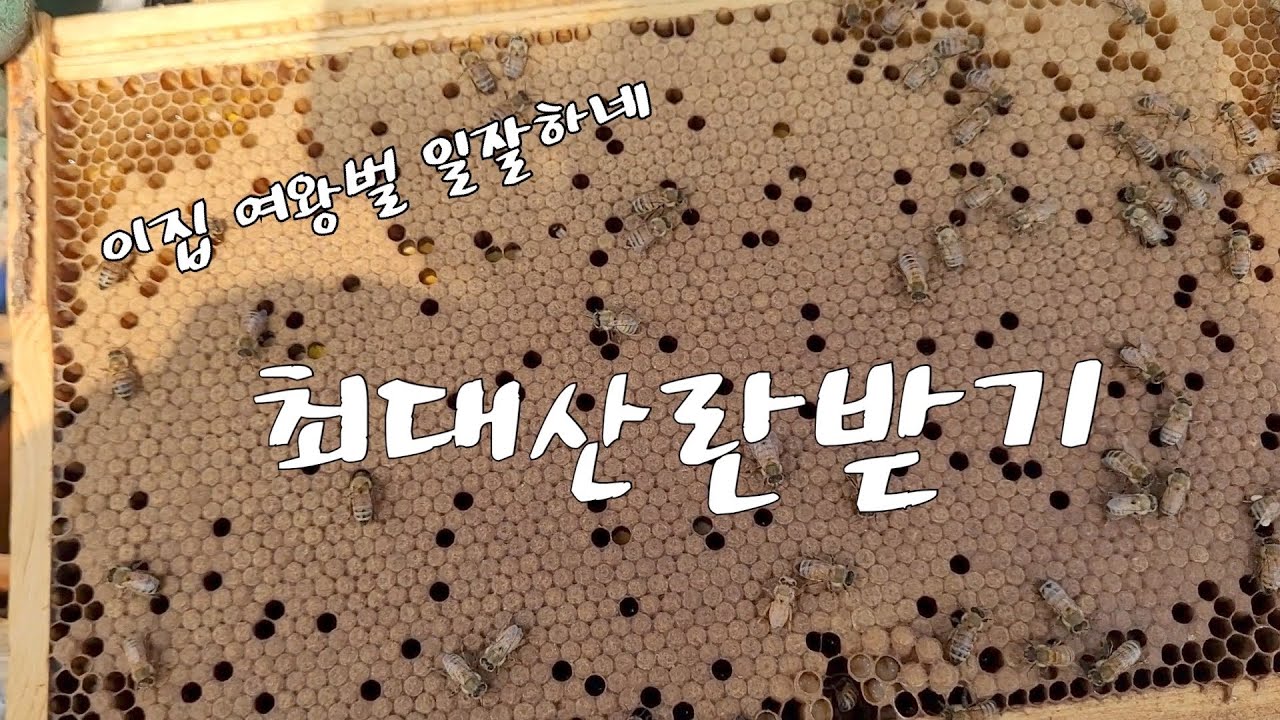 봄벌육성하기 (계상올릴때가 되었네요)