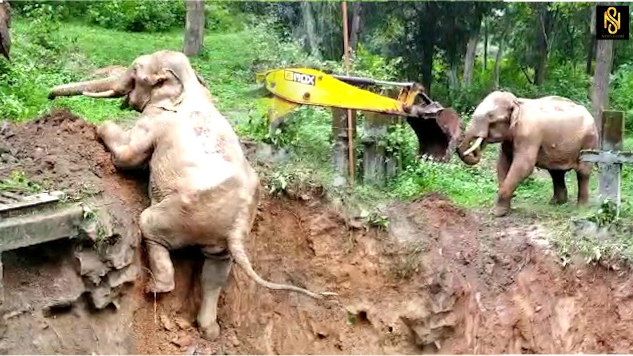 WILD ELEPHANT SALUTE TO J.C.B | A TRILLING MOMENT,NEWSGLOBE TV
