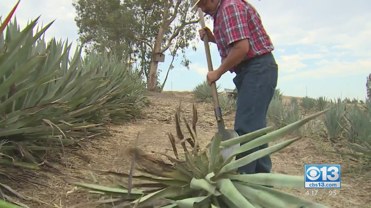 Can agave be grown in California?