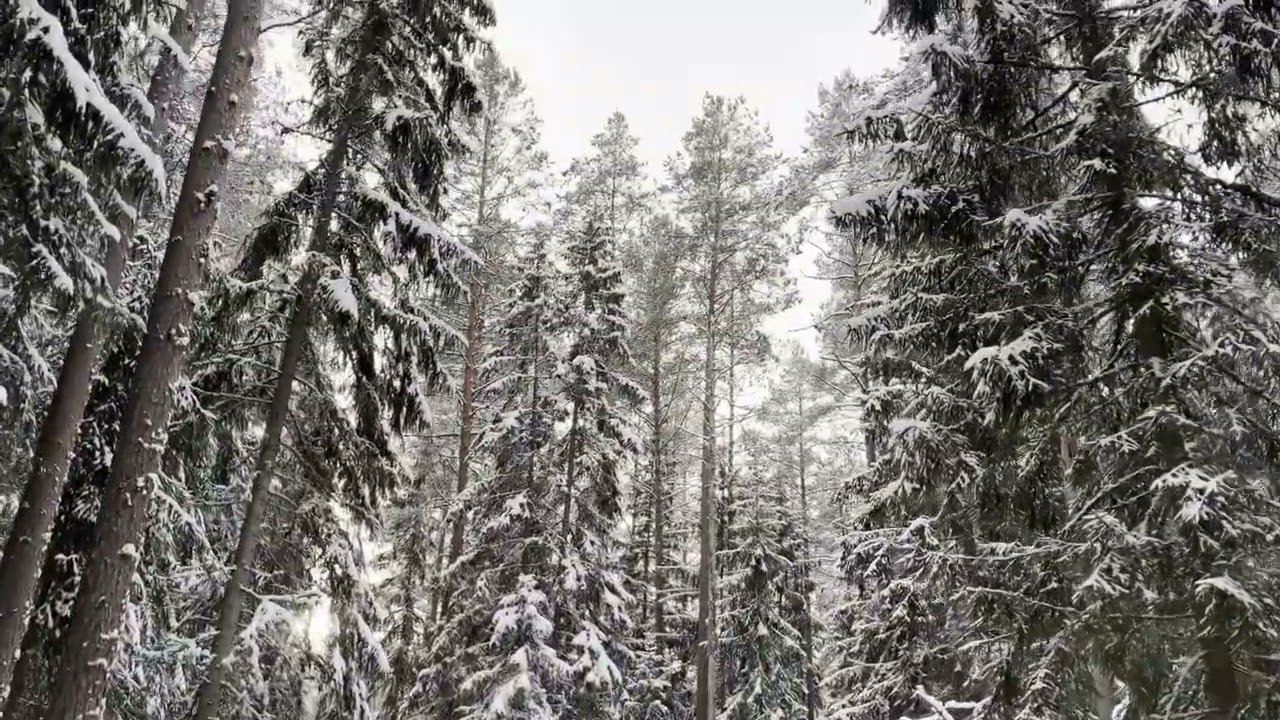 Walk in the winter forest. December.