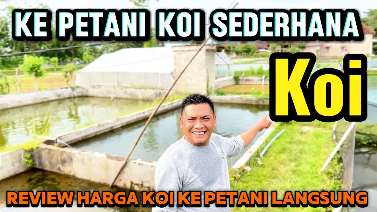 Ini baru mantap,barang barunya di petani Koi yang sangat sederhana ini‼️dasen Koi farm