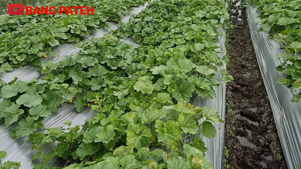 Cara tanam melon dengan sistim menjalar